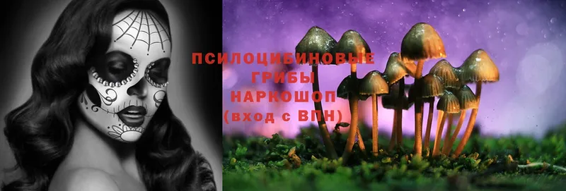 Псилоцибиновые грибы Psilocybe  Энем 